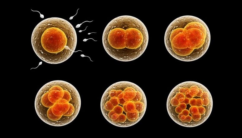 权威实验证明高活复青NMN可改善卵巢早衰、提高卵母细胞质量、提高受孕能力