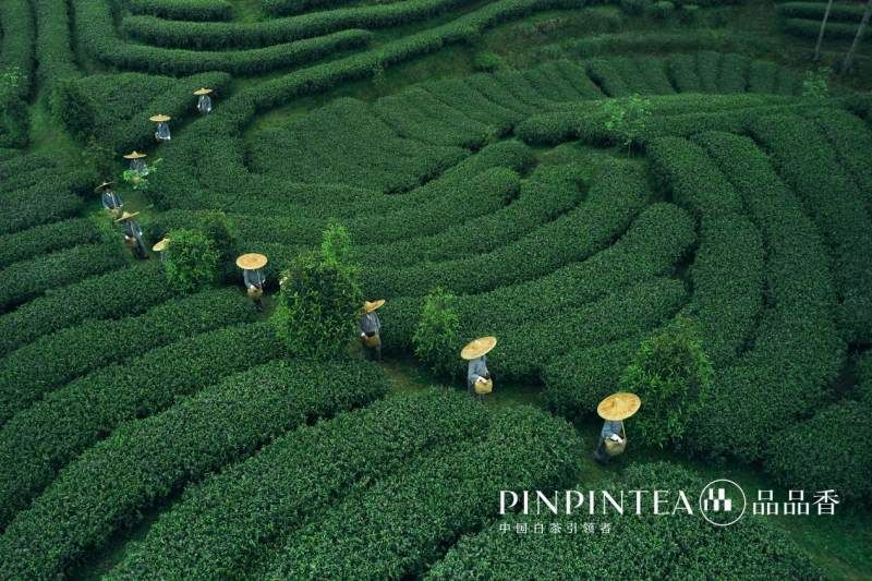 品品香白茶成为中国网球公开赛独家合作伙伴，向世界展示国饮魅力！