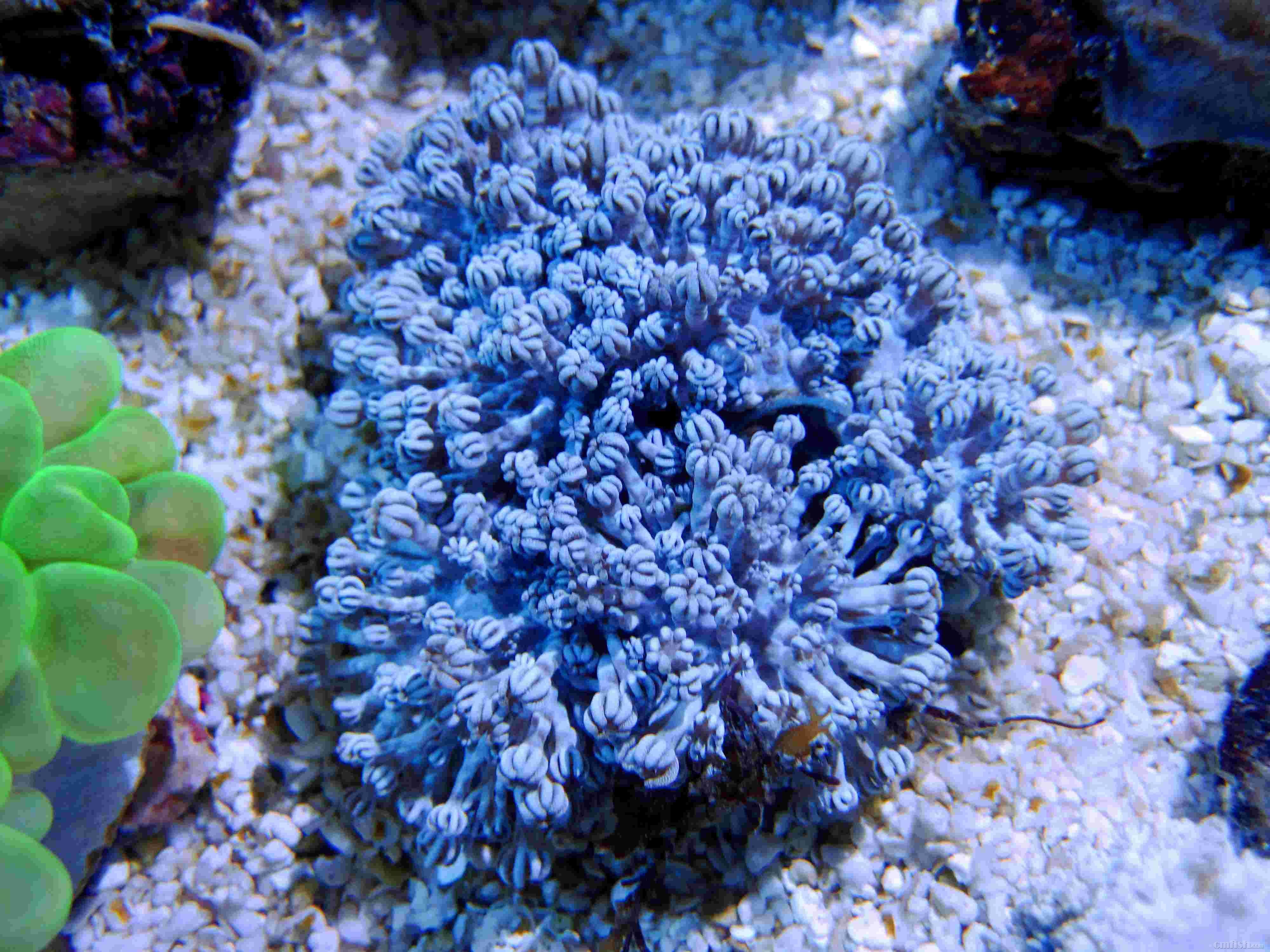 科学视角下的深海珊瑚结构：揭示海洋的奥秘