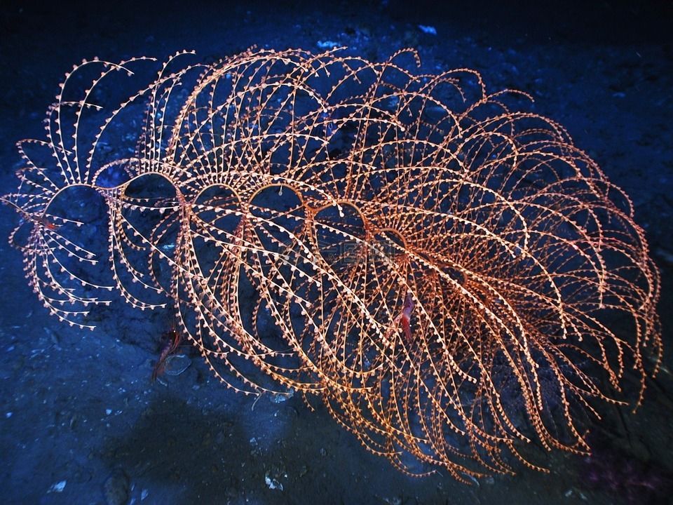 科学视角下的深海珊瑚结构：揭示海洋的奥秘