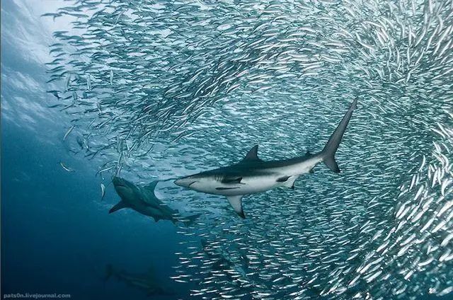 鲨鱼身体结构解析：独特功能与海洋生态的联系